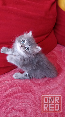 Шотландский прямоухий котенок ( скоттиш хайленд страйт). Донецк - изображение 1