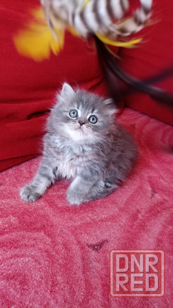 Шотландский прямоухий котенок ( скоттиш хайленд страйт). Донецк - изображение 2