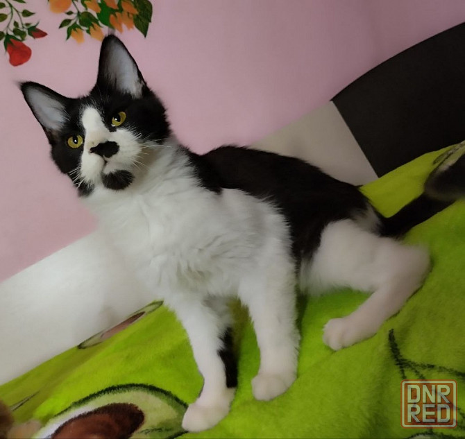Продам котенок мейн-кун Донецк - изображение 4