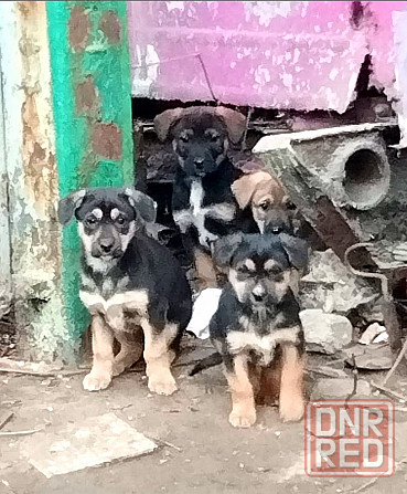 Отдам щенков в самые добрые ручки! Луганск - изображение 1