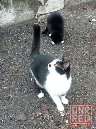 Отдам котёночка в добрые руки! Луганск - изображение 1