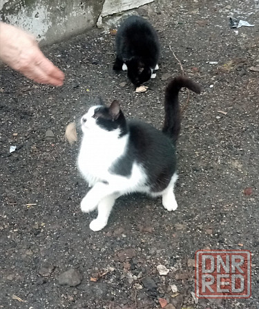 Отдам котёночка в добрые руки! Луганск - изображение 2