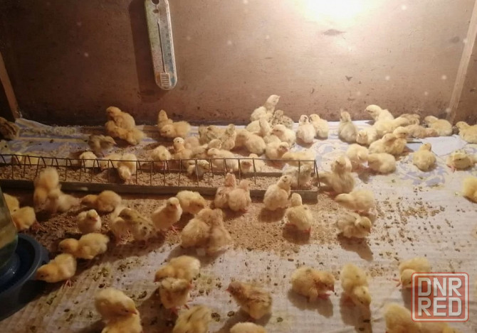 мясо перепела яйцо столовое инкубационное цыплята суточные Макеевка - изображение 5