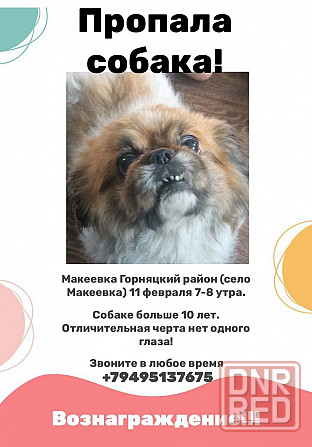 Пропала собака Донецк - изображение 1