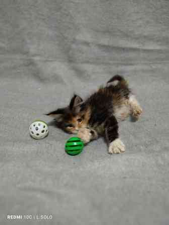 Кошечка Мейн куна Донецк