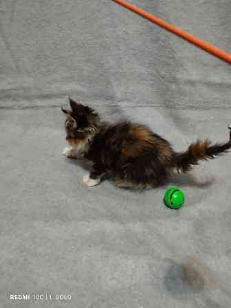 Кошечка Мейн куна Донецк