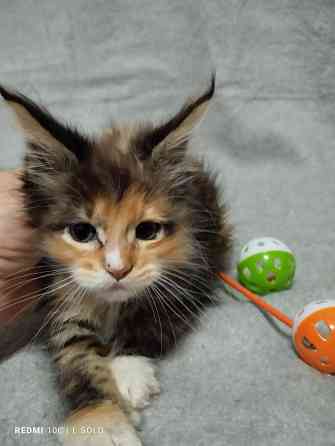 Кошечка Мейн куна Донецк