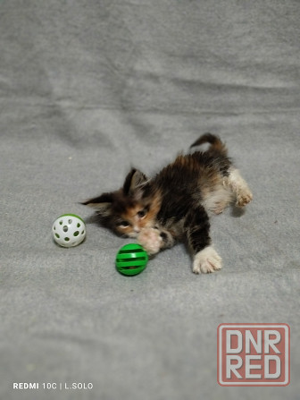 Кошечка Мейн куна Донецк - изображение 2