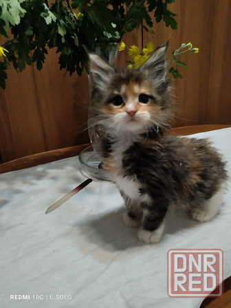 Котята Мейн куна Донецк - изображение 2