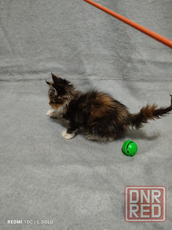 Кошечка Мейн куна Донецк - изображение 3