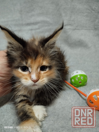 Кошечка Мейн куна Донецк - изображение 1