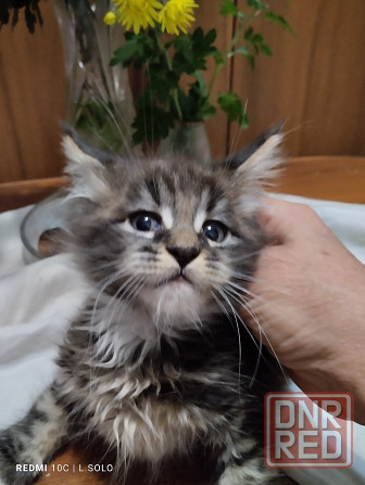 Котята Мейн куна Донецк - изображение 1