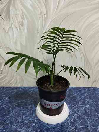 Пальма хамедорея Донецк