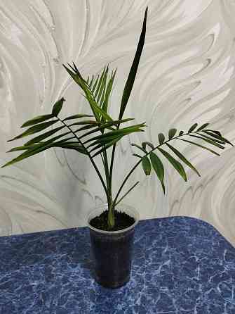 Пальма хамедорея Донецк