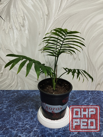 Пальма хамедорея Донецк - изображение 1