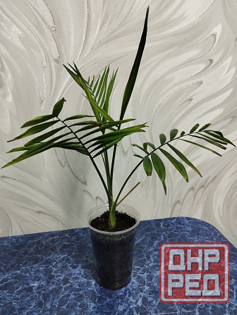 Пальма хамедорея Донецк - изображение 2