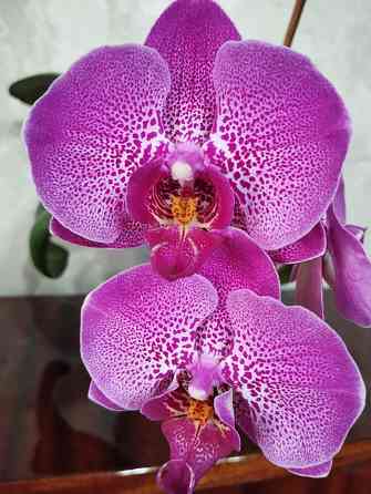 Орхидея Донецк