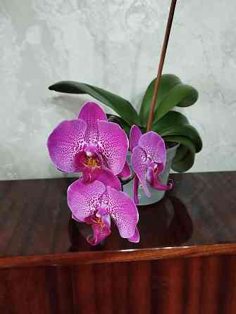 Орхидея Донецк