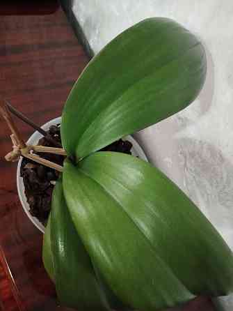 Орхидея Донецк