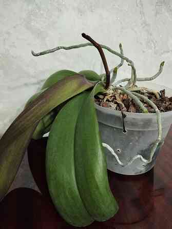 Орхидея Донецк