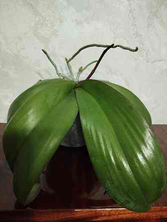 Орхидея Донецк