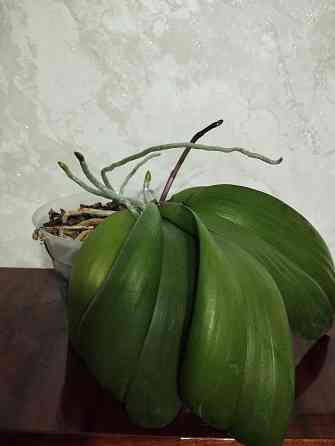 Орхидея Донецк