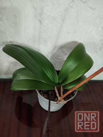 Орхидея Донецк - изображение 5