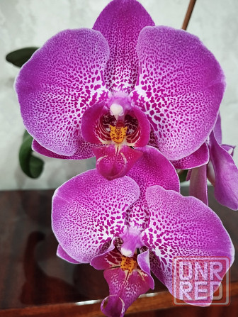 Орхидея Донецк - изображение 2