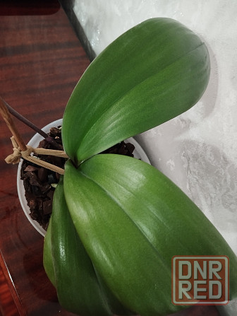 Орхидея Донецк - изображение 4