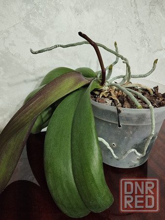 Орхидея Донецк - изображение 5