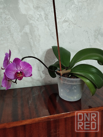 Орхидея Донецк - изображение 3