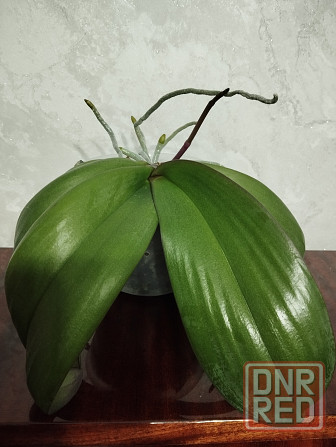 Орхидея Донецк - изображение 4