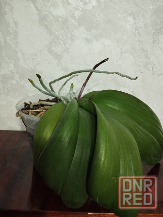 Орхидея Донецк - изображение 6