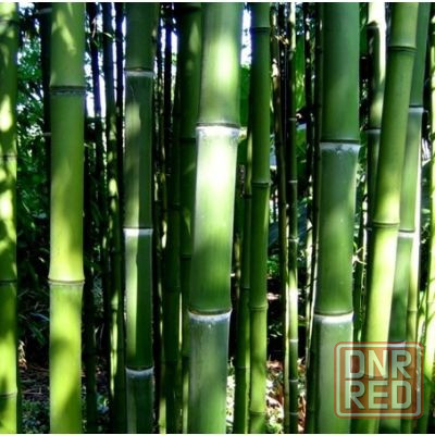 Продам бамбук вечнозелёный Донецк - изображение 5