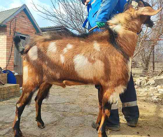Продаем Козла Донецк