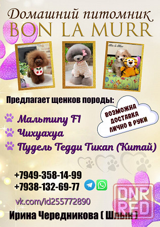 Чихуашечки Луганск - изображение 6