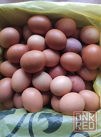 Продам яйца! Макеевка - изображение 1