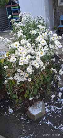 Белая хризантема. Цветы Донецк