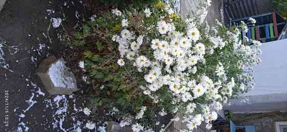 Белая хризантема. Цветы Донецк