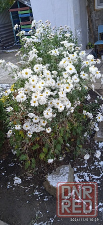 Белая хризантема. Цветы Донецк - изображение 2