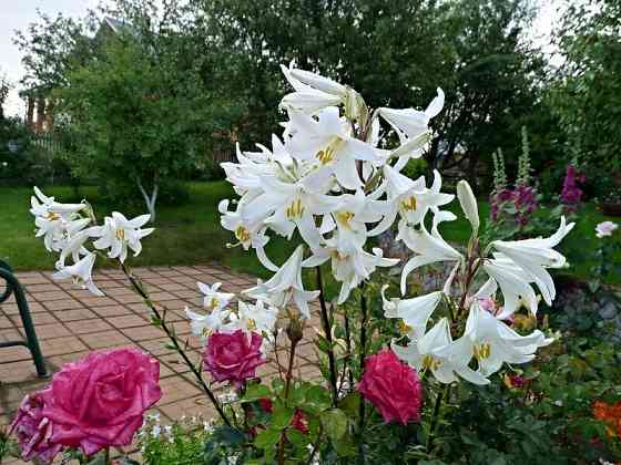 Белая лилия. Цветы, многолетники. Донецк