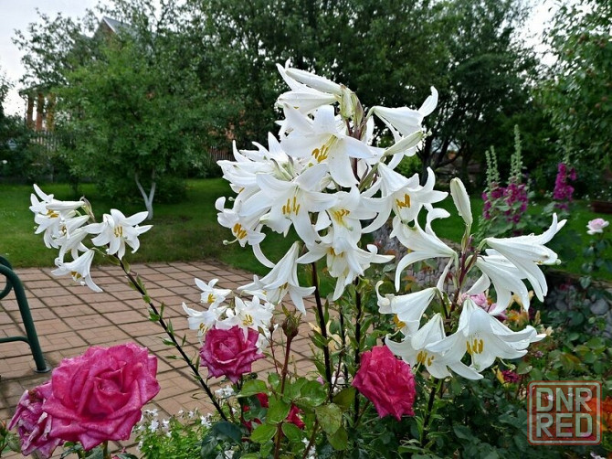 Белая лилия. Цветы, многолетники. Донецк - изображение 1