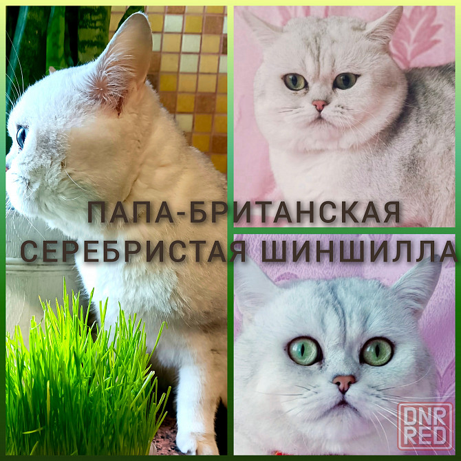Британские котята Макеевка - изображение 7