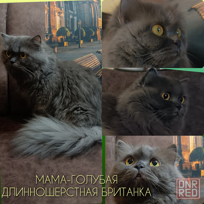 Британские котята Макеевка - изображение 8