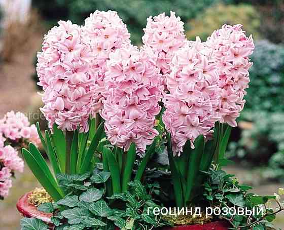 Тюльпаны ,геоцинты,нарциссы,морозник,аллиум Донецк