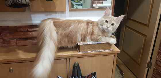 Котята Мейн Кун Макеевка
