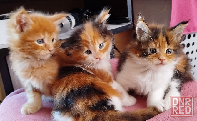 Котята Мейн Кун Макеевка - изображение 1