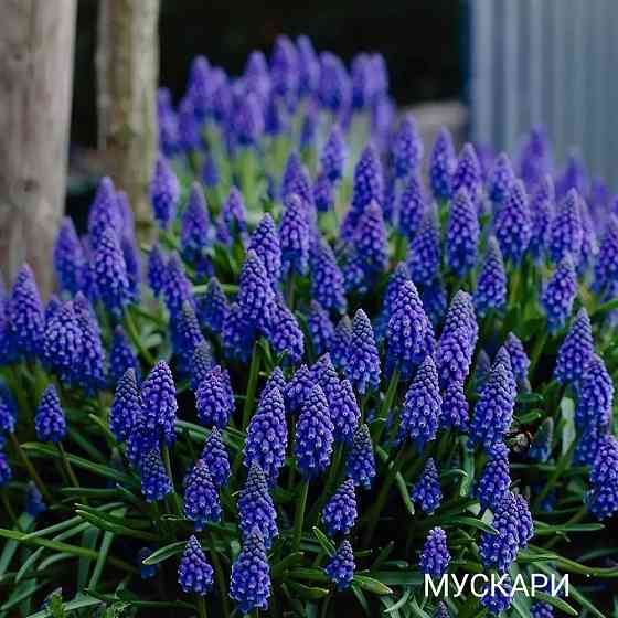 Мускари Донецк