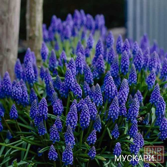 Мускари Донецк - изображение 1