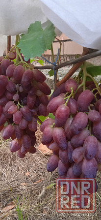 Саженцы винограда Ризамат, кишмиша Шарлотта Донецк - изображение 4